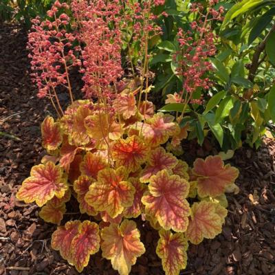Heuchera 'Eternal Flame'